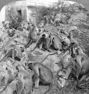 Heilige Affen in Galta, nahe Jeypore, Indien, 1904
