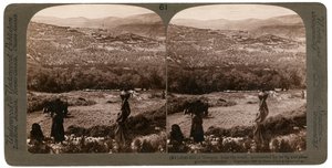 Der Hügel von Samaria, von Süden, umgeben von Feigen- und Olivenhainen, Palästina, 1900 von Underwood and Underwood