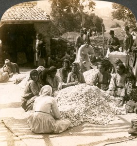 Frauen sortieren große Seidenkokons, Antiochia, Syrien von Underwood and Underwood