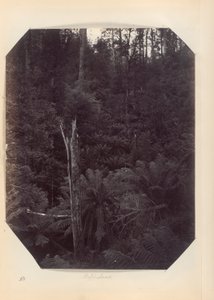 Australien - (Victoria und S. Australien)