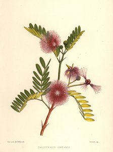 Flaschenbürste, Callistemon linearis (Calistemon linearis) von Unknown