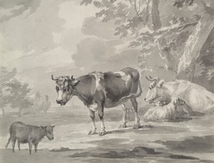 Kühe und Schafe
