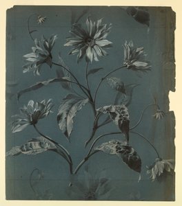 Entwurf für Tapete oder Textil mit Gänseblümchen-Muster