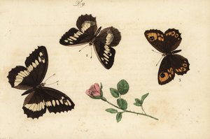 Weißer Waldportier, Brintesia circe 1, Einsiedler, Chazara briseis 2, und Mauerfuchs, Lasiommata maera 3