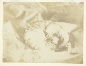 Mrs. Craiks Katze von Unknown