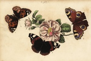 Distelfalter, Vanessa cardui 1, Admiral, Vanessa atalanta 2, und Tagpfauenauge, Aglais io 3