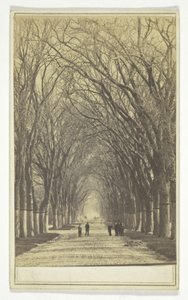 Ohne Titel (Allee von Bäumen)