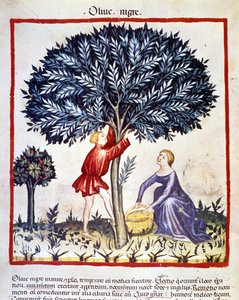 Ein Mann klettert auf einen Olivenbaum, um schwarze Oliven zu pflücken. Illumination aus dem Buch der Medizin und Diätetik „Tacuinum sanitatis“