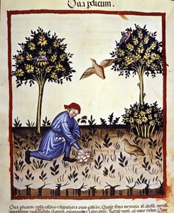 Ein Mann sammelt Eier aus einem Rebhuhnnest. Illumination aus der Milchwirtschaft der Medizin und Diätetik „Tacuinum sanitatis“ von Unknown artist