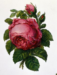 Eine Rose