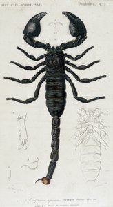 Afrikanischer Skorpion - Naturgeschichtstafel