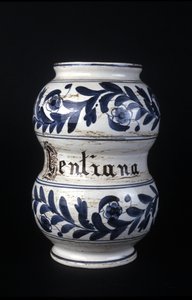 Albarelle: ehemaliges Apothekengefäß aus dem 16. Jahrhundert mit Enzian. Museum für Wissenschaft und Technik, Mailand