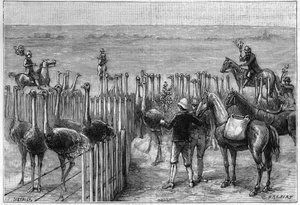 Ein Straußenpark in Heaterton Towers in Südafrika im Jahr 1895 von Unknown artist
