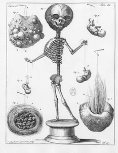 Anatomische Tafel, die ein Skelett darstellt, von Frederik Ruysch (1638-1731), niederländischer Anatom von Unknown artist