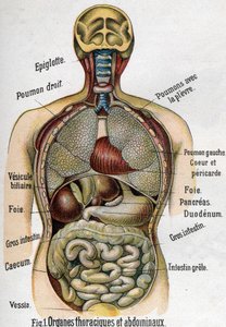 Anatomie: Brust- und Bauchorgane. (Darm, Leber, Bauchspeicheldrüse, Lunge usw.) in La nouvelle medication naturelle von F.E. Bilz. 1898. von Unknown artist