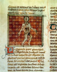 Anatomie des menschlichen Körpers. Miniatur aus einem medizinischen Traktat von Henri de Mondeville oder Hermondaville (1260-1320), Chirurg von Philippe le Bel.