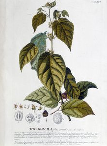 Arbroma-Teepflanze - botanische Tafel