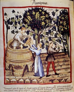 Herbstdarstellung: Ernte. Die Weinlese. Illumination aus der Milchwirtschaft und Diätetik „Tacuinum sanitatis“