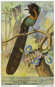 Paradiesvogel