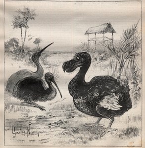 Vögel, die verschwinden: der Dodo und der Apteryx - Gravur in „La Science française“
