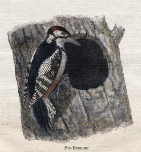 Nützliche Vögel für die Landwirtschaft: Specht von Unknown artist