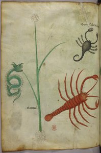 Botanische und tierische Illustration von Unknown artist