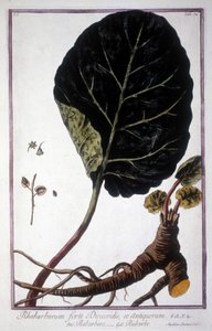 Botanische Tafel: Blatt und Wurzeln des Rhabarbers. Herbarium des 19. Jahrhunderts. von Unknown artist