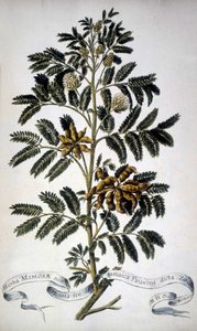 Botanische Tafel: Mimose. Herbarium des 19. Jahrhunderts. von Unknown artist