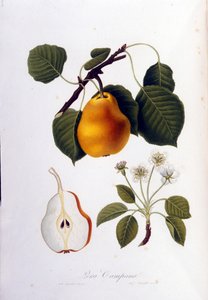 Botanische Tafel, die die Pera Campana darstellt. 1820 - 1822