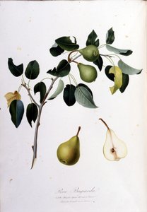 Botanische Tafel, die die Pera Campana darstellt. 1820 - 1822