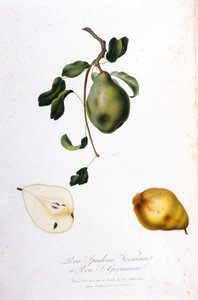 Botanische Tafel, die die Pera Spadona darstellt. 1820 - 1822
