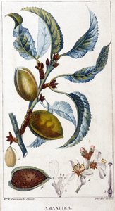 Zweig, Blüte und Frucht des Mandelbaums - botanische Tafel