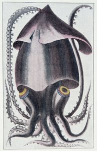 Brasilianischer Tintenfisch - nach Denys Montfort in „Histoire naturelle générale et particulière des mollusques“, Paris von Unknown artist