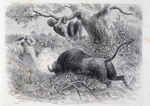 Kapitän Speke jagt Büffel - in "Tour du Monde" von Unknown artist