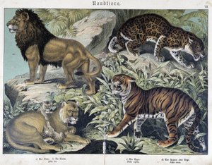 Katzen: Löwe, Löwin, Tiger - in „Naturgeschichten der Säugetiere“, ed. Schreiber von Unknown artist