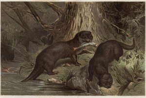 Chilenischer Otter - Der südliche Flussotter, Lontra provocax - Gravur aus „Brehms Tierleben“ von Alfred Edmund Brehm (1829-1884) von Unknown artist