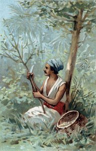 Zimtschale aus Ceylon. Chromolithographie aus dem späten 19. Jahrhundert. von Unknown artist