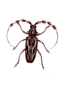Coleoptera: Lophocerus barbatus