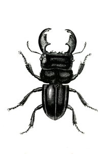 Coleoptera: Odontolarius giganteus von Unknown artist