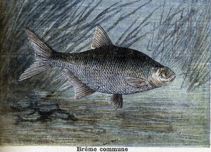 Gemeine Breme. Gravur von 1897 von Unknown artist