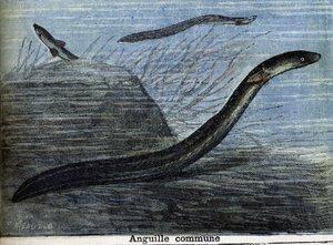 Gemeiner Aal. Gravur von 1897