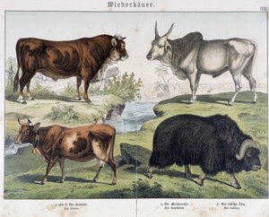 Kuh, Rind, Yak - in „Natural History of Mammals“, ed. Schreiber