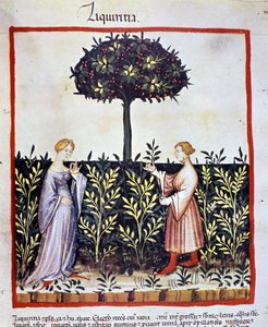Anbau von Heilpflanzen: Ernte von Lakritze (Holz oder Wurzel). Beleuchtung aus dem "Tacuinum sanitatis" von Unknown artist