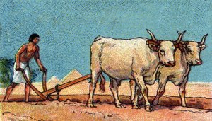 Alltagsleben im alten Ägypten: Bauer beim Pflügen, Anfang 20. Jahrhundert von Unknown Artist