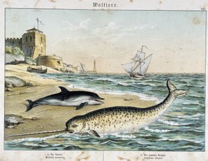 Delfin und Narwal (oder Narhwal), ein Wal - in „Natural Stories of Mammals“, ed. Schreiber von Unknown artist
