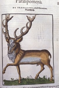 Hirsch nach Historiae animalium von Konrad Gesner, Tiguri