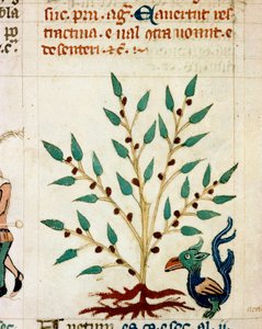 Beschreibung eines fantastischen Baumes und Tieres von Unknown artist