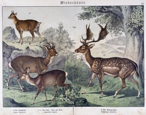 Diche, Reh - in „Natural histories of mammals“, ed. Schreiber