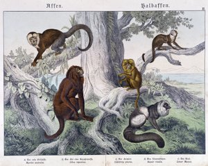 Verschiedene Affenarten - in „Natural histories of mammals“, ed. Schreiber