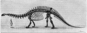 Dinosaurierskelett: „Brontosaurus excelsus“, März. Oberer Jura der Rocky Mountains. Reproduktion der Zeichnung, die von Herrn March an Albert Gaudry vom Institut übermittelt wurde. Gravur in „La Nature: revue des sciences et de leurs applications aux